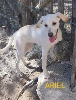 Ariel - eine liebe Seele - Grevenbroich