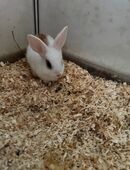 Baby Kaninchen in 58452