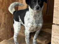 MATILDA - schüchtern und neugierig! - Korschenbroich