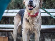 Luna, gemütliche Hundedame, ca. 10 Jahre - Vaterstetten