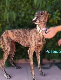 Poseidón ruhig u. edel 05/24 ESP - Ruppertsecken