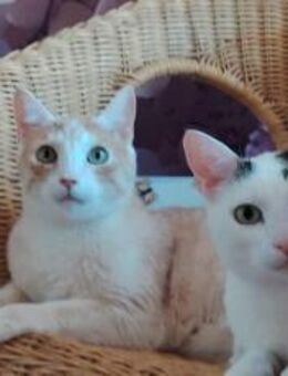 Terje & Asa suchen ein zu Hause - München