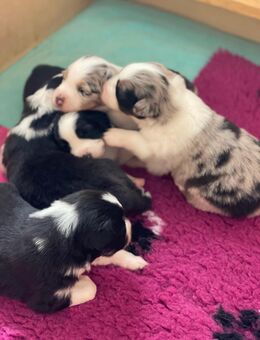 Wundervolle Australian Shepherd Welpen - Aidenbach
