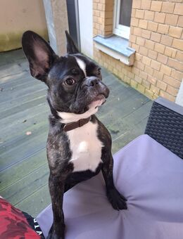 Französische Bulldogge - Pöhl