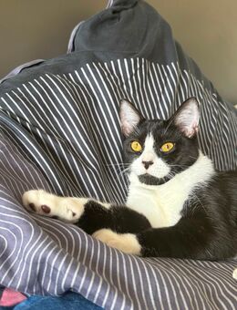 Zuckersüße Jungkatze - Schwäbisch Gmünd