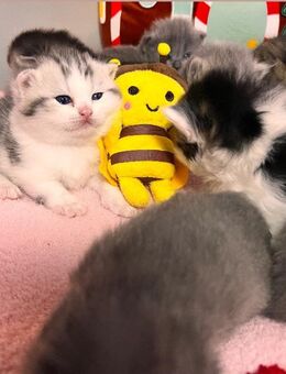 Zuckersüße Bkh Kitten - Köln