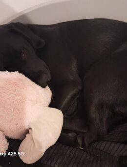 Labrador Hündin - Lingen (Ems)