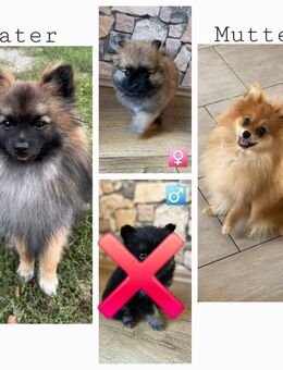 Pomeranian Zwergspitz Welpen - Ballhausen