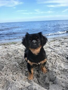 Kleine Mix Hündin sucht - Schermbeck