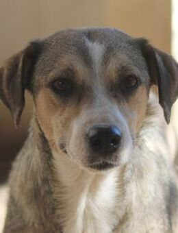 Lesta, geb. ca. 09/2019, GRIECHENLAND - Euskirchen