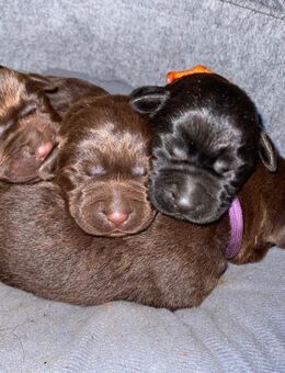 Reinrassig Labrador Welpen aus der Arbeitslinie. - Waldeck (Hessen)