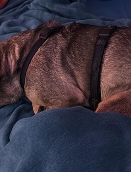 Pina 7 Jahre alte mischlingsdame - Buseck