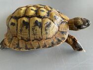 Zuchtmännchen der Griechischen Landschildkröte, Testudo hermanni boettgeri, Wildfang, - Birkenfeld (Rheinland-Pfalz)