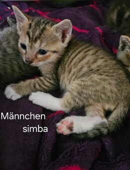 ehk kitten - Mönchengladbach