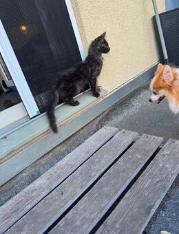 Maine Coon XXL Kitten dürfen ausziehen - Essen
