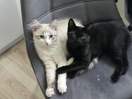 Zwei Katzen zu verkaufen - Worms