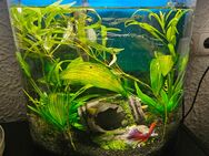 60 liter aquarium - Erftstadt