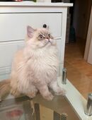 🐱✨ Traumhafte Ragdoll-Kitten suchen ein liebevolles Zuhause ✨🐱 in 22089