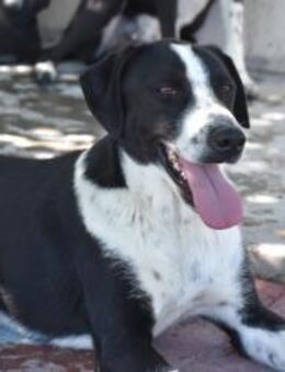 Roque mit Mama + Geschwistern Mr - Ludwigshafen (Rhein)