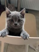 1 süßes reinrassiges BKH Kitten sucht noch ein zuhause ❤️ in 28816