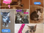 KITTEN ab 30.07.25 abzugeben! - Werneuchen