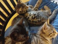 Kitten Katzenbabys abzugeben bei Koblenz - Kobern-Gondorf