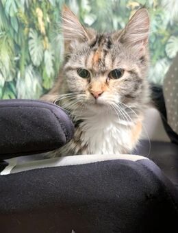 Main Coon Jungkatze - Aschersleben