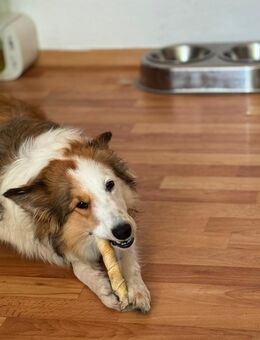 Collie mix sucht Zuhause für immer - Weißwasser (Oberlausitz) Zentrum