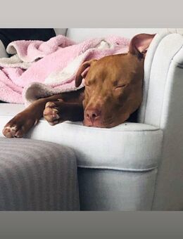 Chloe rednose 6 Jahre alt - Hanau (Brüder-Grimm-Stadt)