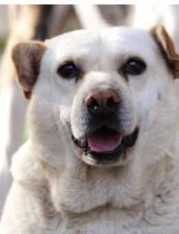 Halrun ist eine ganz besondere Hündin! - Karben