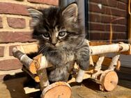 Sibirische Wildkatzen-Mix - Bückeburg Zentrum
