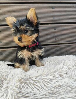 Wunderschöne Yorkshire Terrier Mädchen, Welpen - Marsberg