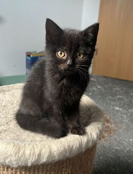 Kätzchen in verantwortungsvolle Hände abzugeben - Oldenburg