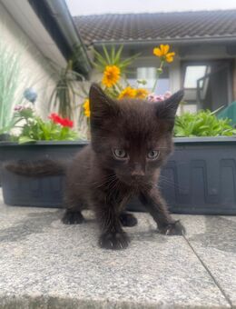 Katze 13 Wochen alt, - Molzhain