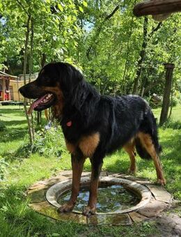 ARCO, ein Traum für Hovaward-Fans - Bad Belzig