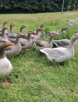 Verkaufe 1 Paar Fränkische Landgänse - Zwönitz