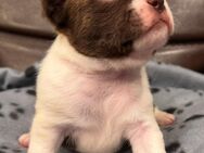 Boston Terrier Mix Welpen :) - Blankenheim (Nordrhein-Westfalen)