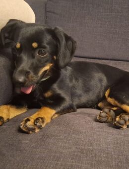 Anhängliche Nera - Tholey