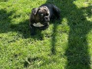 Der liebevolle Familien Hund Kaya sucht ein neues Zuhause dringend - Kitzingen