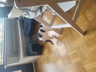 Katzen Weibchen - Bad Mergentheim
