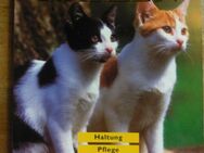 Buch - Katzen - Haltung, Pflege, Rassen von Rolf Spangenberg - Essen