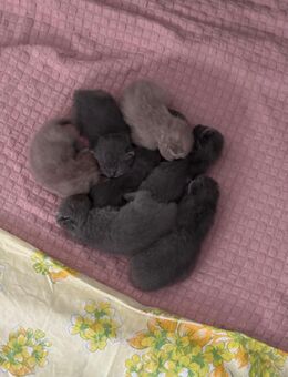 Kitten Reinrassige Britisch Kurzhaar - Celle