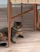 Britisch Kurzhaar Katze reinrassig in 87561