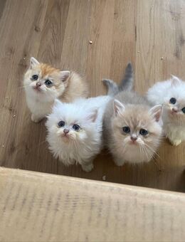 Bkh/Blh Kätzchen (Kittens) - Gelsenkirchen Buer