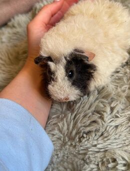 Meerschweinchen Babys - Lingen (Ems)
