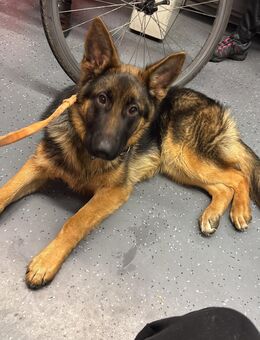 Schäferhund - Köln