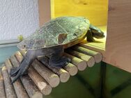 Wasserschildkröte in gute Hände abzugeben! - Schönaich