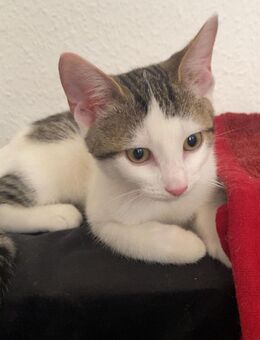 Britisch /europäische kurzhaar Kater Baby - Magdeburg