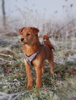 Hund in liebevolle Hände abzugeben - Ennigerloh