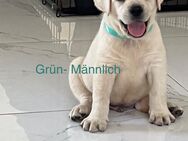 Reinrassige Labrador Welpen - Bergheim (Nordrhein-Westfalen)